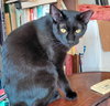 Frankie #bonded-to-Sweet-Peach - Photo 2