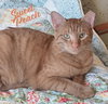 Sweet Peach #bonded-to-Frankie - Photo 1