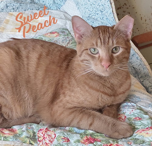 SWEET PEACH #BONDED-TO-FRANKIE - Tabby / Domestic Short Hair available for adoption