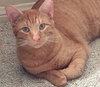 Sweet Peach #bonded-to-Frankie - Photo 2