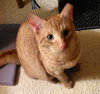 Sweet Peach #bonded-to-Frankie - Photo 3