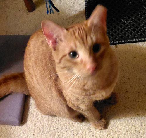 Photo 3 of Sweet Peach #bonded-to-Frankie
