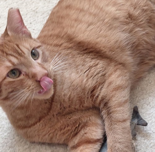 Photo 4 of Sweet Peach #bonded-to-Frankie
