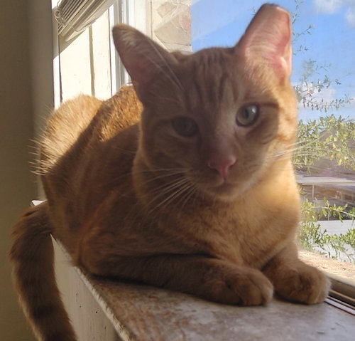 Photo 5 of Sweet Peach #bonded-to-Frankie