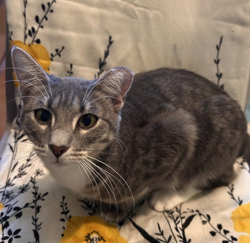 APRIL #SNUGGLE-QUEEN - Tabby / Domestic Short Hair available for adoption