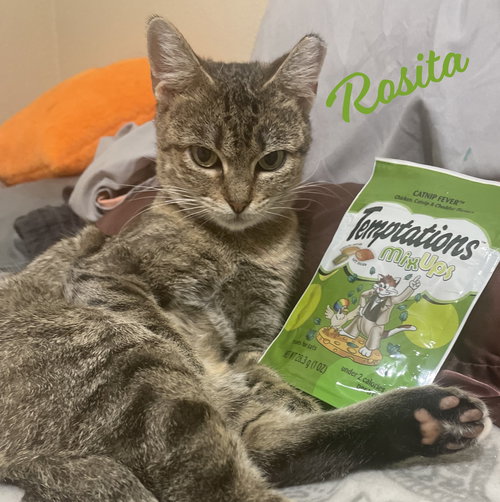 picture of the cat needing adoption