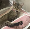Rosita #calm-bedfellow - Photo 4
