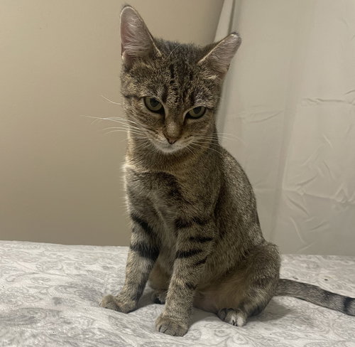 ROSITA #CALM-BEDFELLOW - Tabby / Domestic Short Hair available for adoption