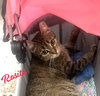 Rosita #calm-bedfellow - Photo 1