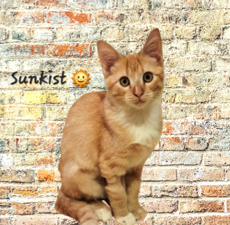 picture of the cat needing adoption