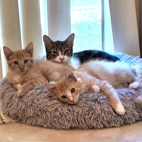 SUNKIST #YOUR-RAY-OF-SUNSHINE - Tabby / Domestic Short Hair available for adoption