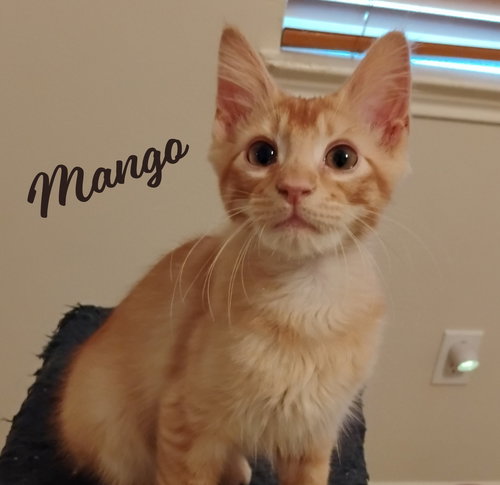 picture of the cat needing adoption