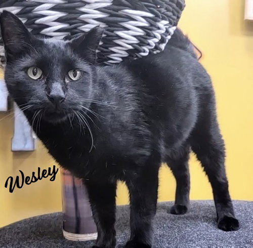 picture of the cat needing adoption