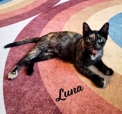 picture of the cat needing adoption