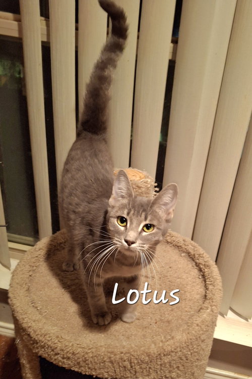 picture of the cat needing adoption
