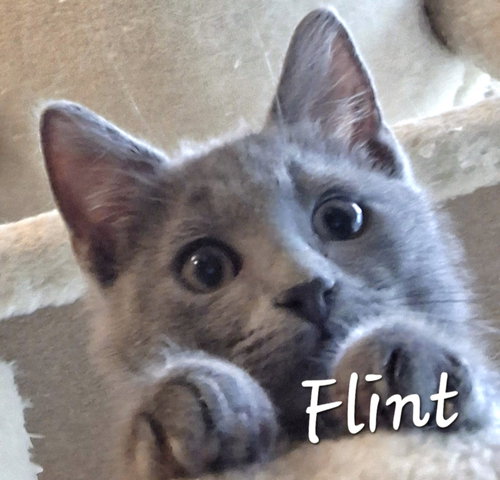 picture of the cat needing adoption
