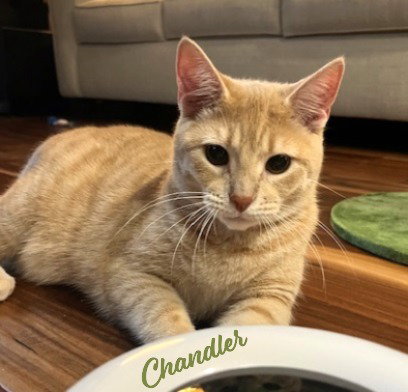 picture of the cat needing adoption