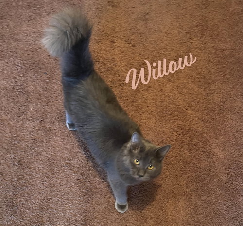 picture of the cat needing adoption