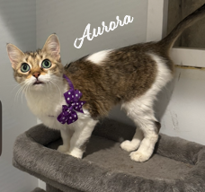 picture of the cat needing adoption