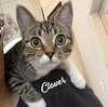 Clover and Luna #bonded-sisters - Photo 2