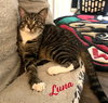 Clover and Luna #bonded-sisters - Photo 3