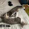 Clover and Luna #bonded-sisters - Photo 6