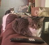 Clover and Luna #bonded-sisters - Photo 4
