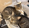 Clover and Luna #bonded-sisters - Photo 5