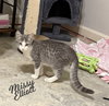 Missy Elliott #bonded-to-Brutus - Photo 1