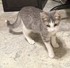 Missy Elliott #bonded-to-Brutus - Photo 2
