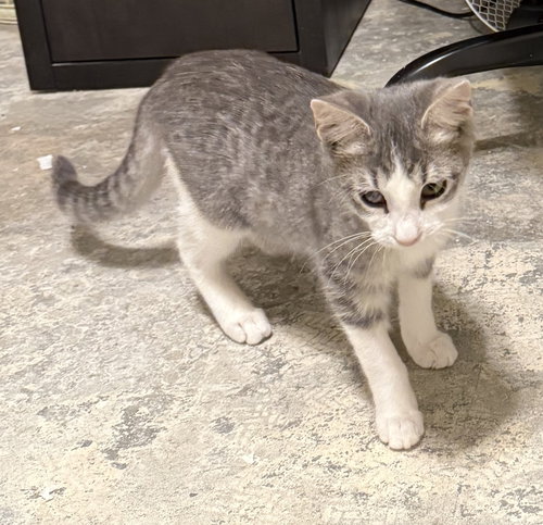 MISSY ELLIOTT #BONDED-TO-BRUTUS - Tabby / Domestic Short Hair available for adoption