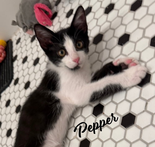 picture of the cat needing adoption