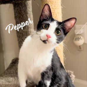Pepper #attention-&-affection-hog, Baby Tuxedo / Domestic Short Hair / Mixed (short coat), cat for adoption in Friendswood, Texas