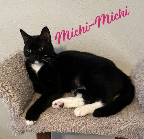 picture of the cat needing adoption