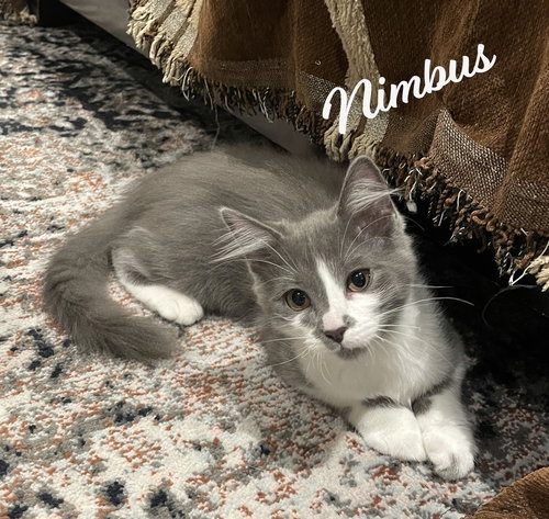 picture of the cat needing adoption