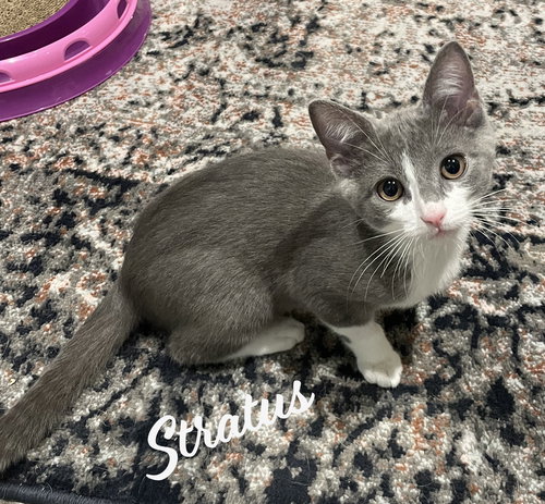 picture of the cat needing adoption