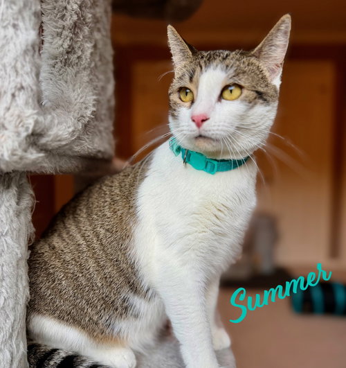 picture of the cat needing adoption