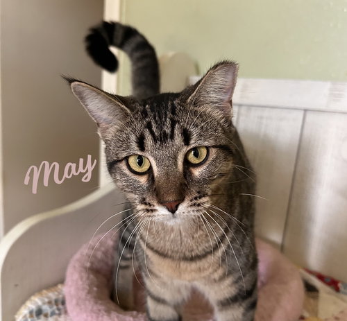 picture of the cat needing adoption