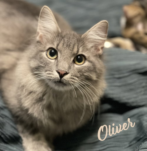 picture of the cat needing adoption