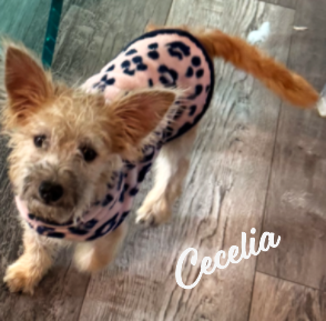 picture of the dog needing adoption