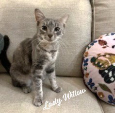 picture of the cat needing adoption