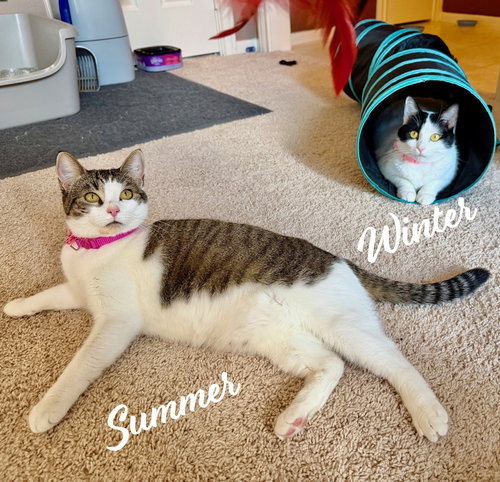 picture of the cat needing adoption