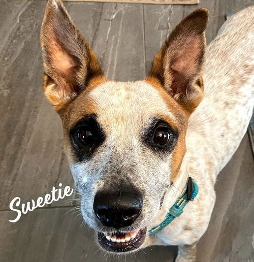 picture of the dog needing adoption