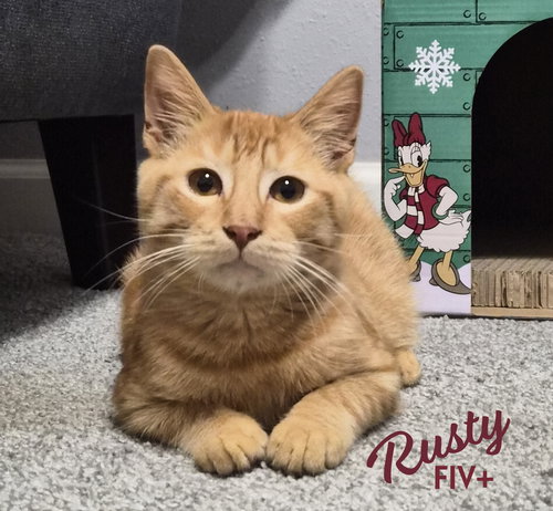 Rusty #friendly-ginger-boy, Baby Tabby / Domestic Short Hair / Mixed (short coat), cat for adoption in Friendswood, Texas