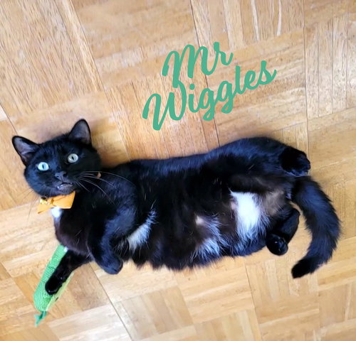 picture of the cat needing adoption