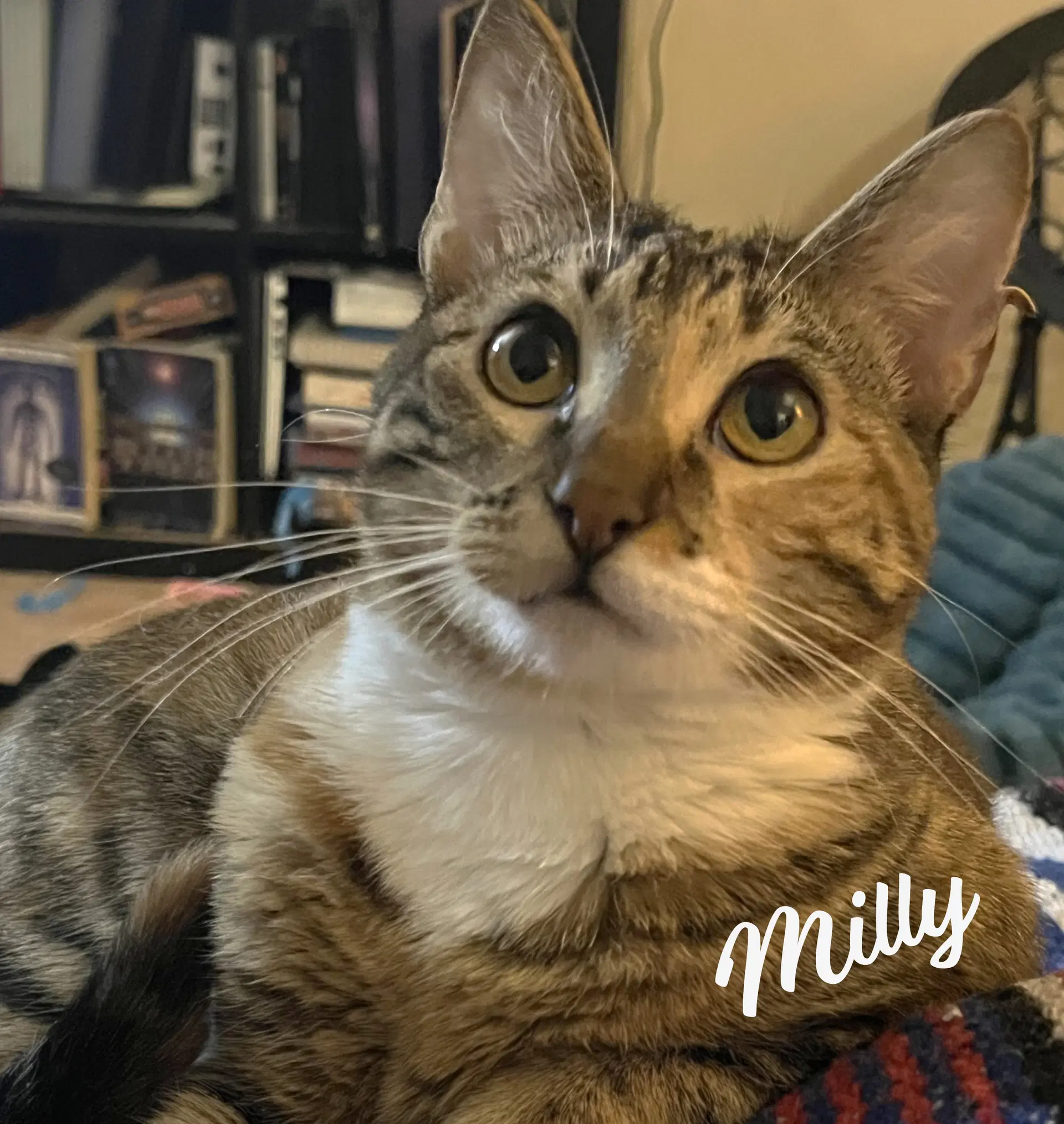 Milly Sister-Of-Rye - Torbie