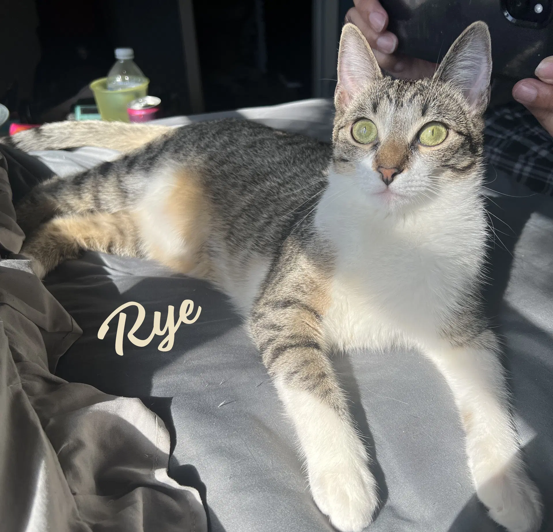 Rye Sister-Of-Milly - Tabby