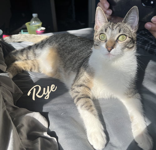 Rye #sister-of-Milly, an adoptable Tabby in HOUSTON, TX