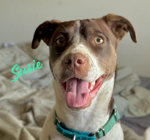 Susie #lovebug-extraordinaire, an adoptable Spaniel in HOUSTON, TX