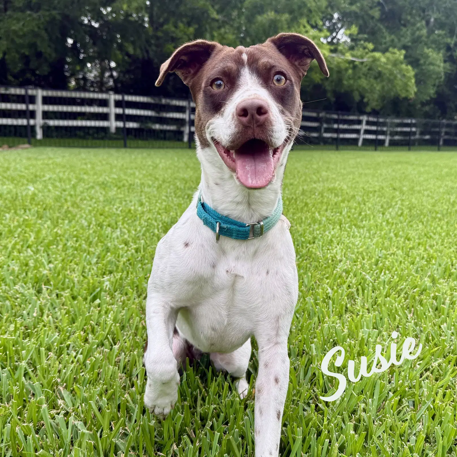 Susie Lovebug-Extraordinaire - Spaniel